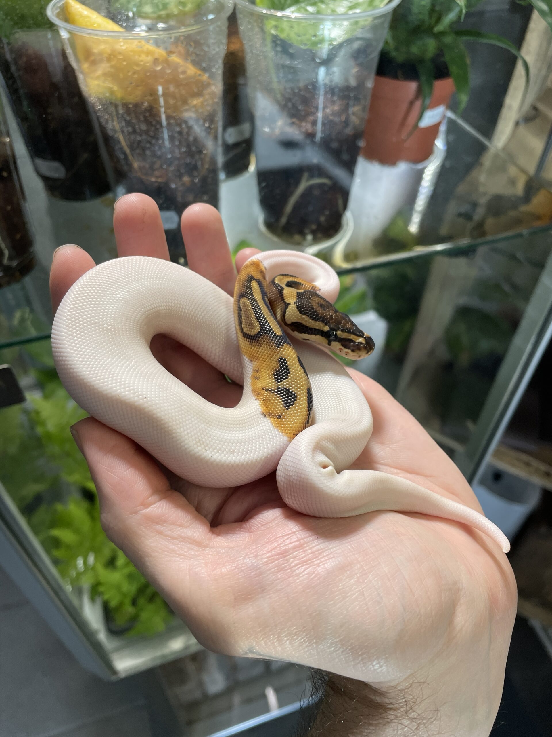 Python regius (Kuningaspyton) Piebald het. Lavender Albino 0.1 C409 - Image 2