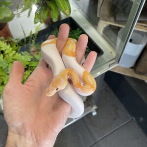 Python regius (Kuningaspyton) Dreamsicle 1.0 C405