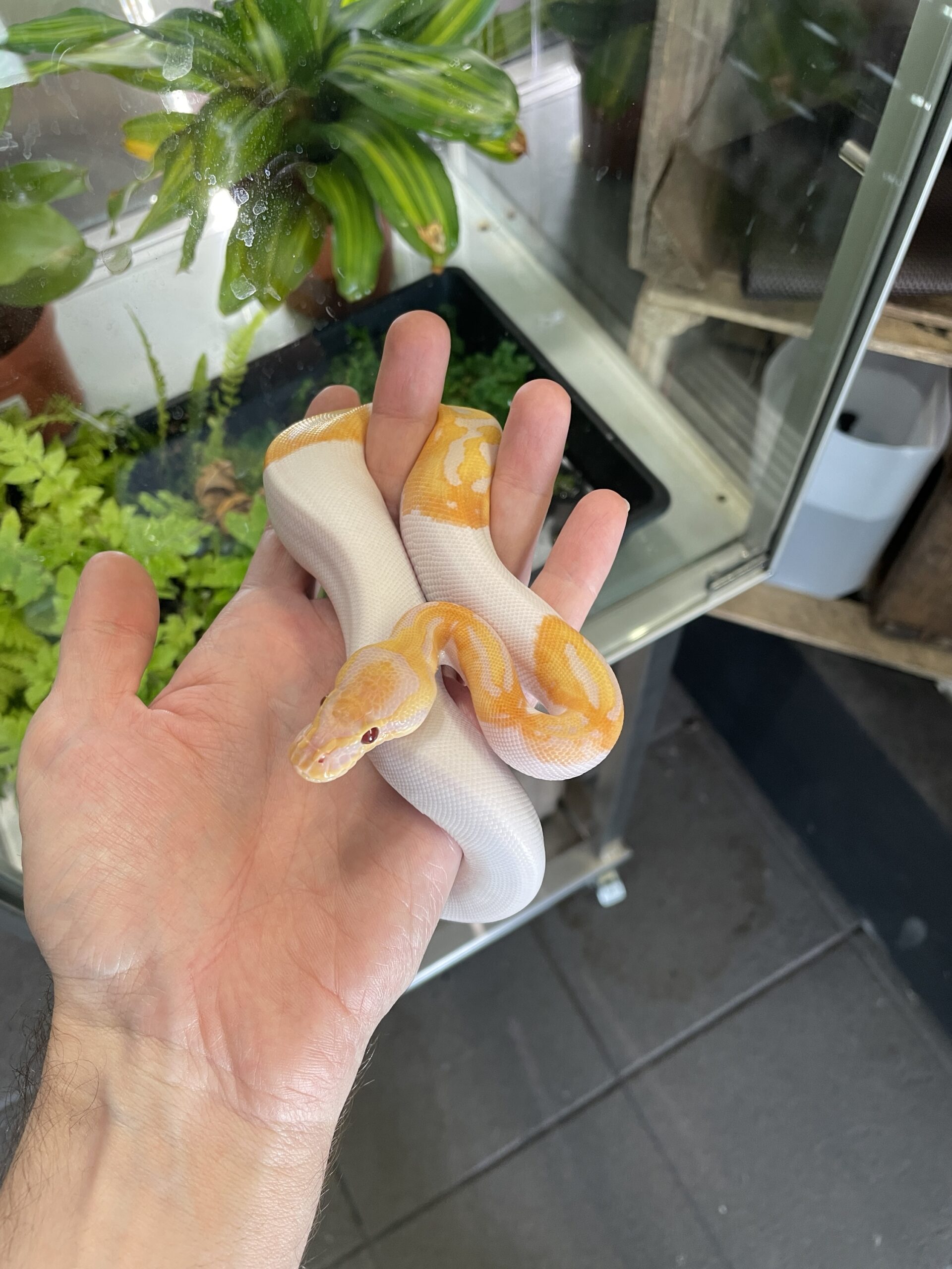 Python regius (Kuningaspyton) Dreamsicle 1.0 C405