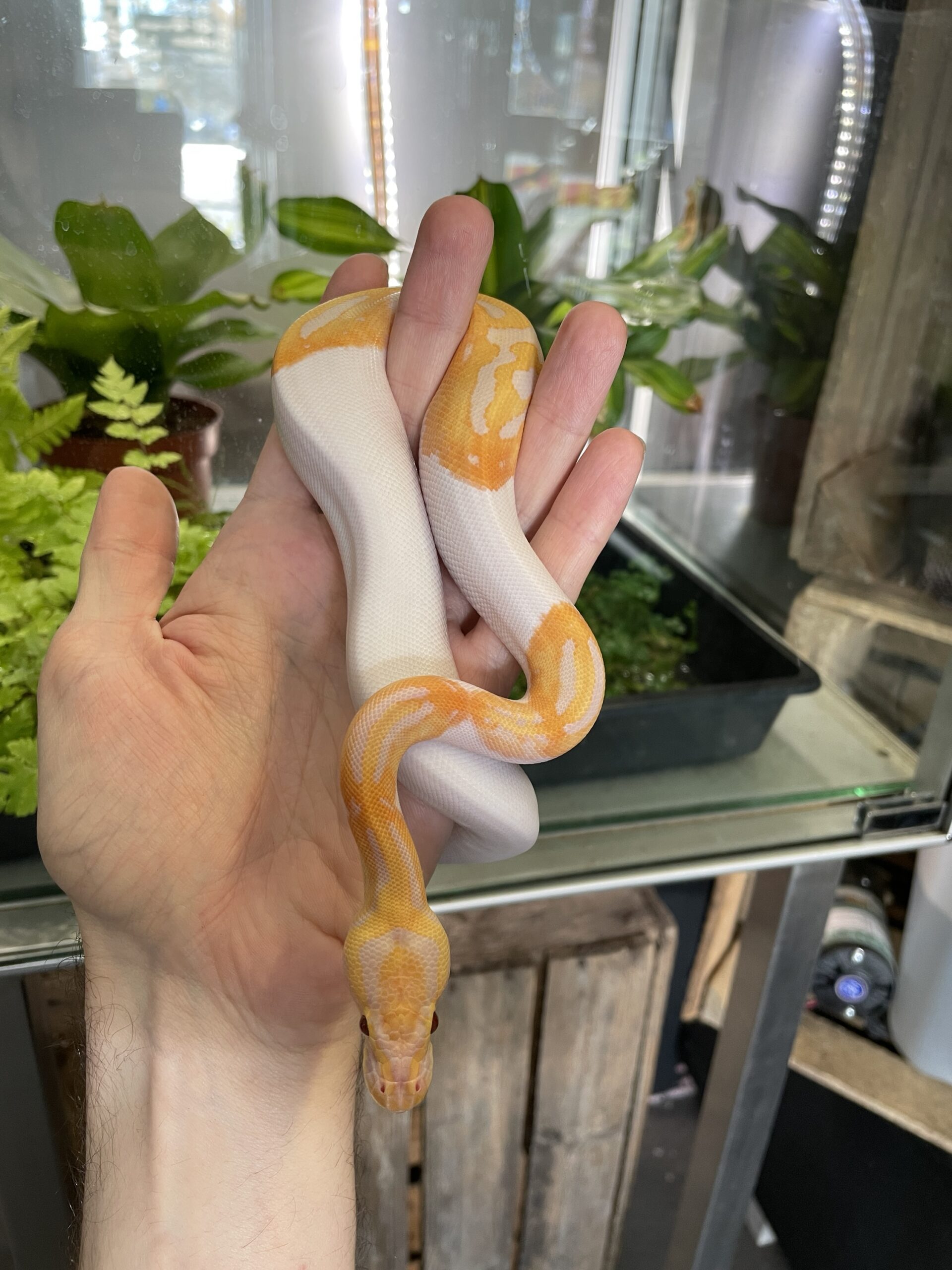 Python regius (Kuningaspyton) Dreamsicle 1.0 C405 - Image 2