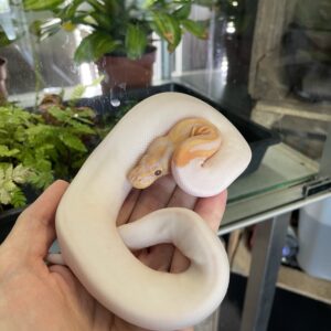 Python regius (Kuningaspyton) Dreamsicle 1.0 C404