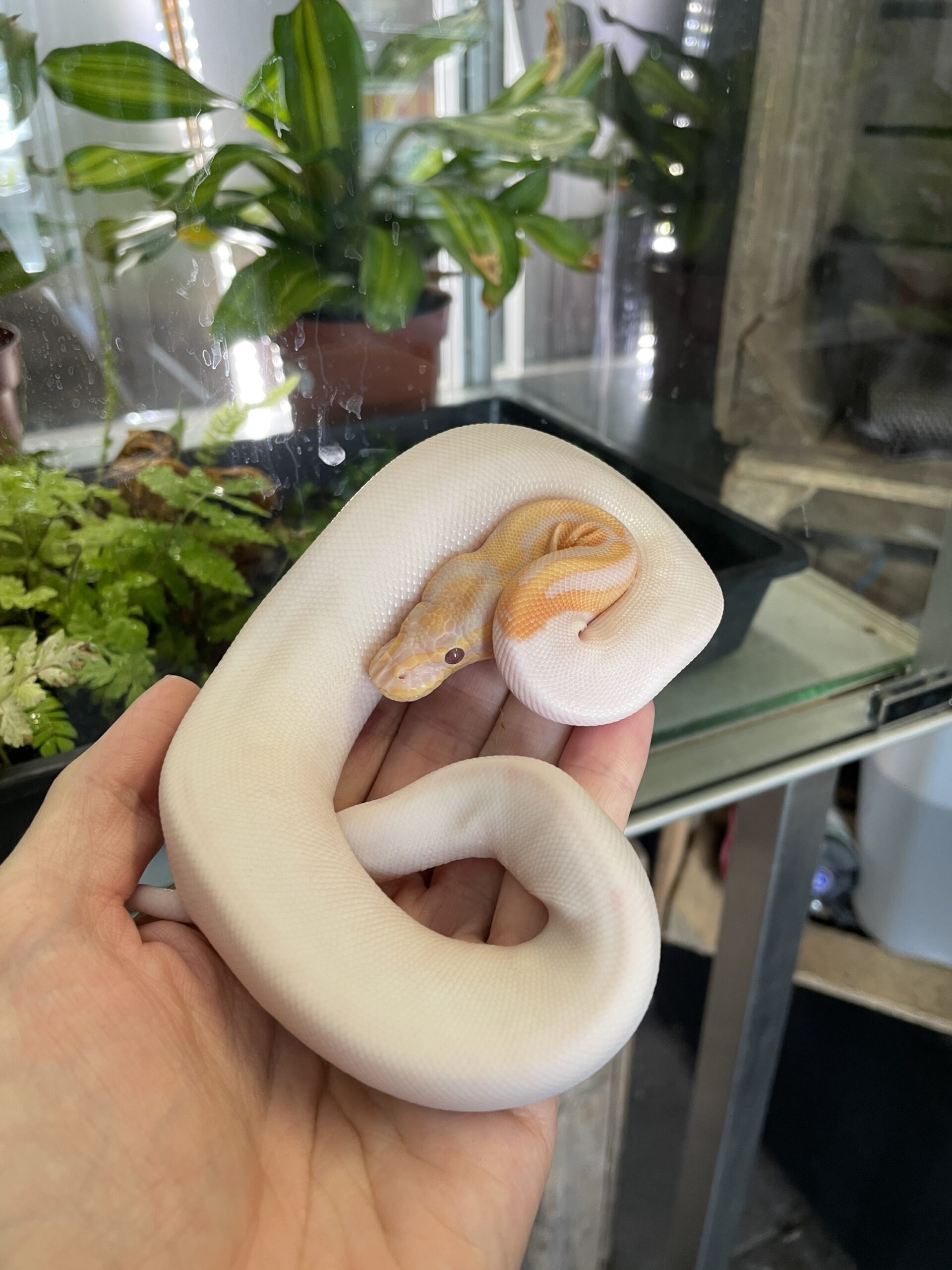 Python regius (Kuningaspyton) Dreamsicle 1.0 C404