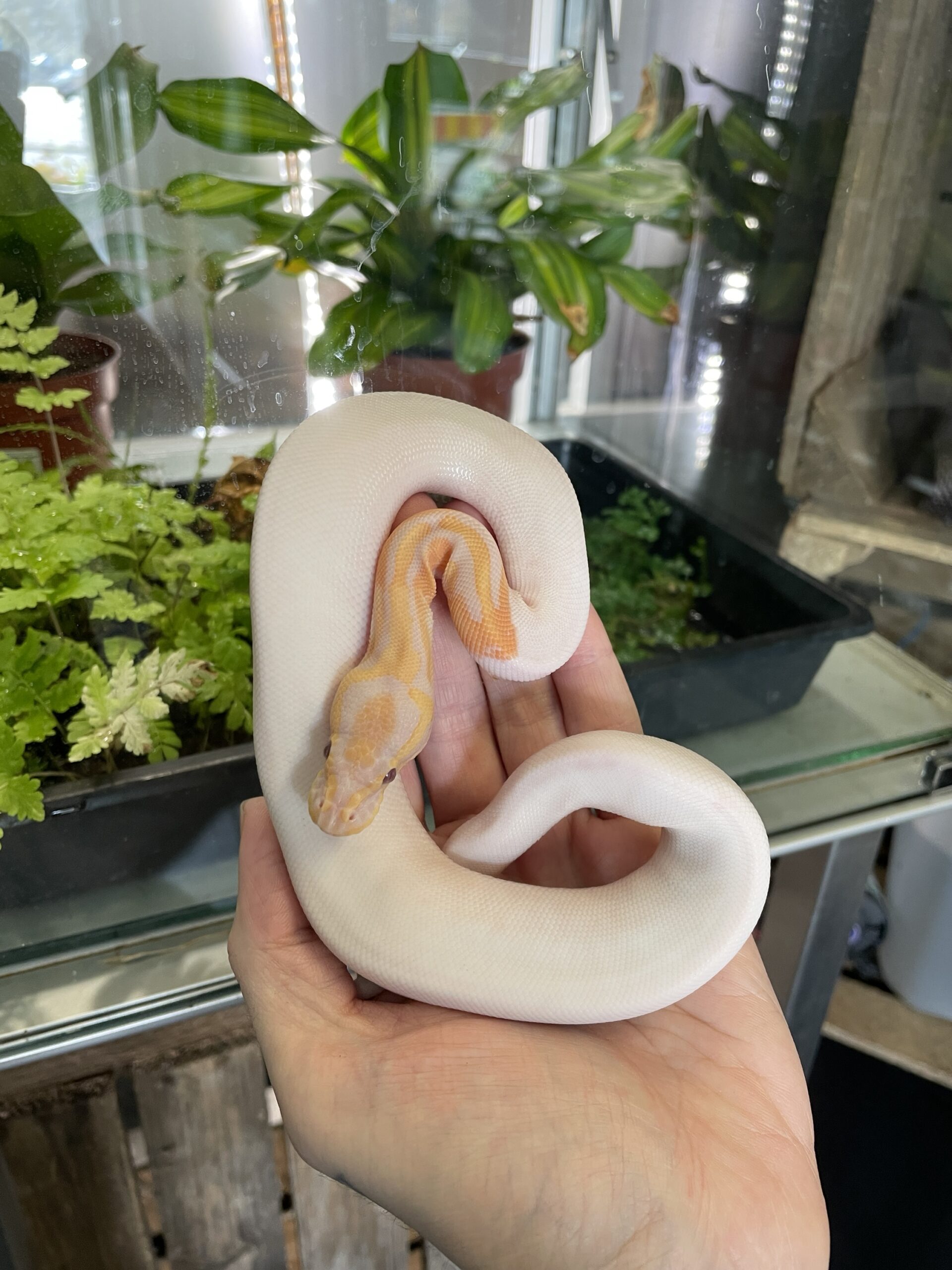 Python regius (Kuningaspyton) Dreamsicle 1.0 C404 - Image 2