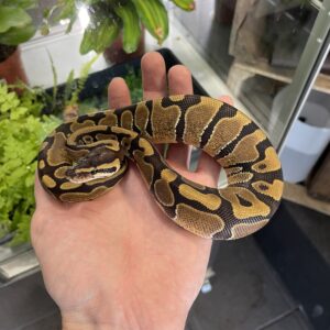 Python regius (Kuningaspyton) Enchi het. Piebald 0.1 C306