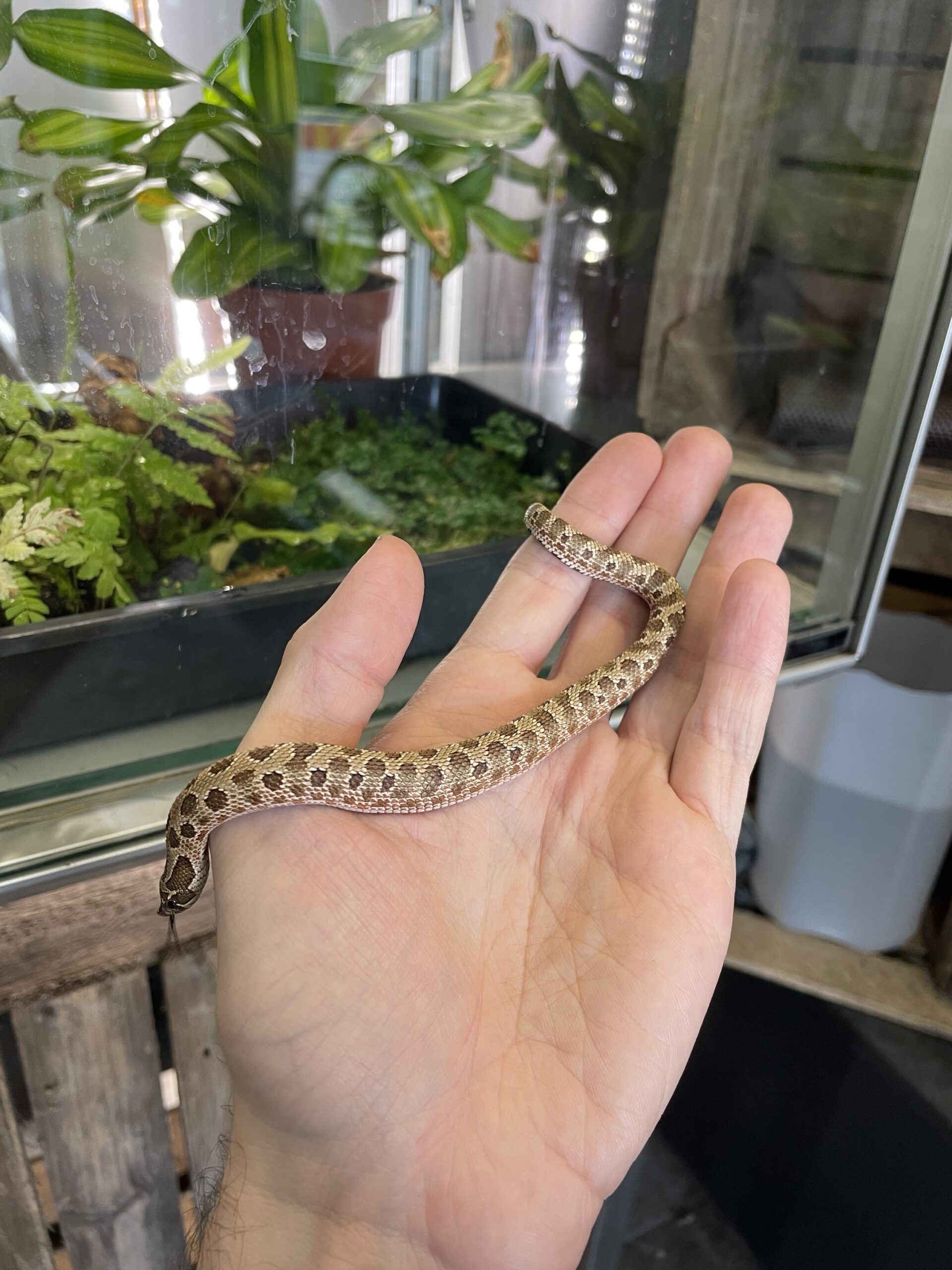 Heterodon nasicus (Siankärsäkäärme) Normal het. Albino 0.1 - Image 2