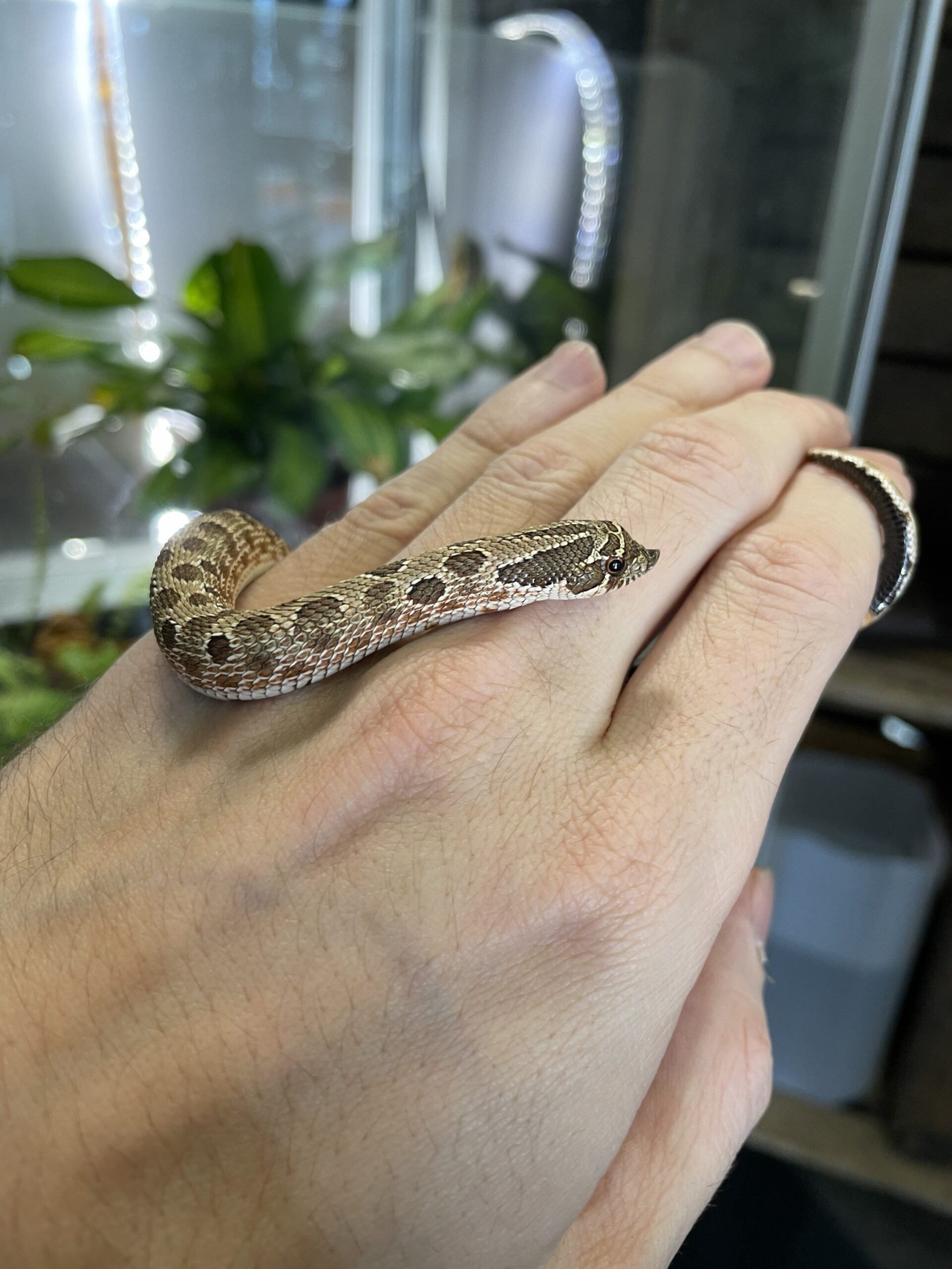 Heterodon nasicus (Siankärsäkäärme) Normal het. Albino 0.1 - Image 3