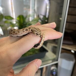 Heterodon nasicus (Siankärsäkäärme) Normal het. Albino 0.1