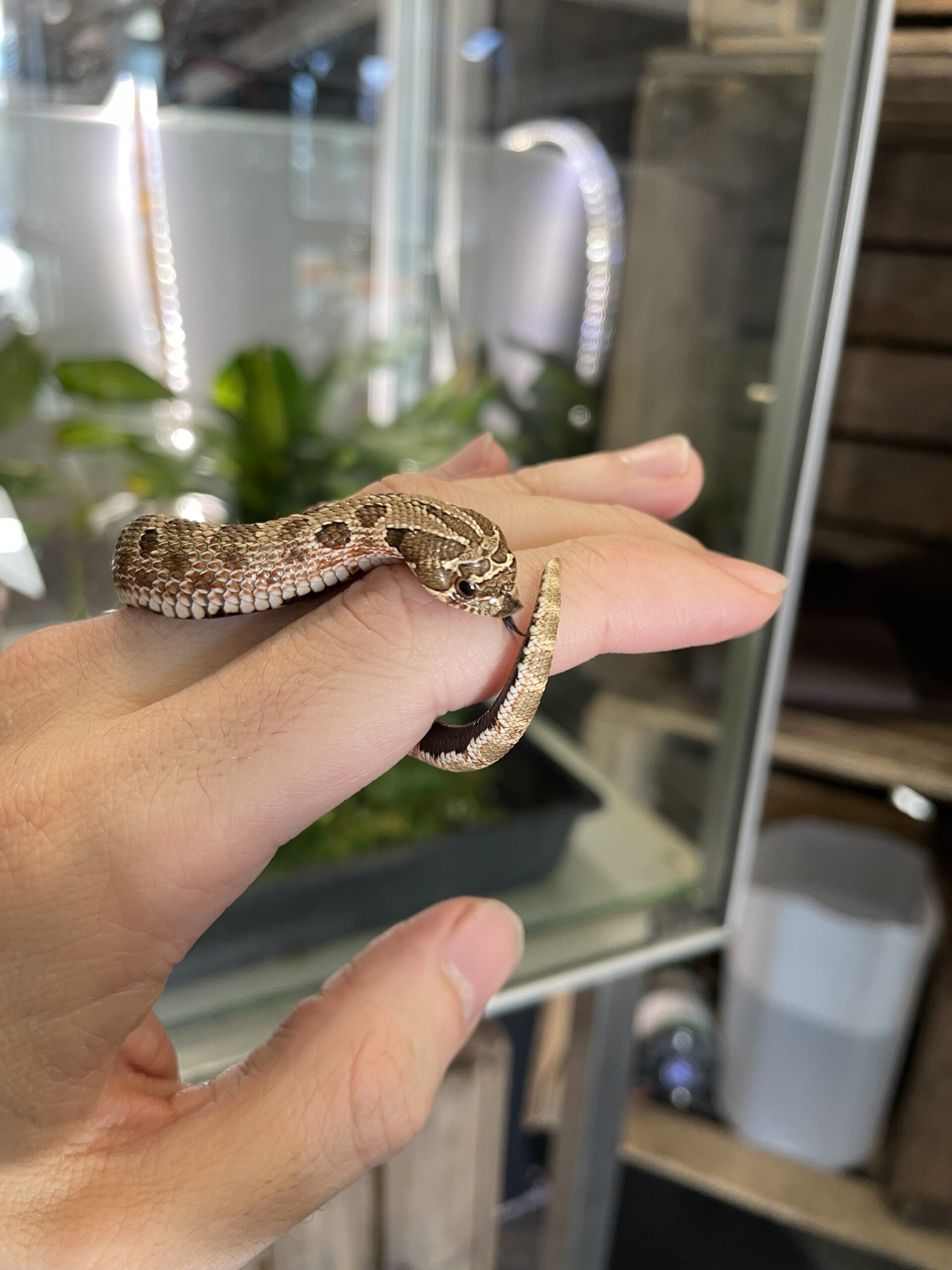 Heterodon nasicus (Siankärsäkäärme) Normal het. Albino 0.1