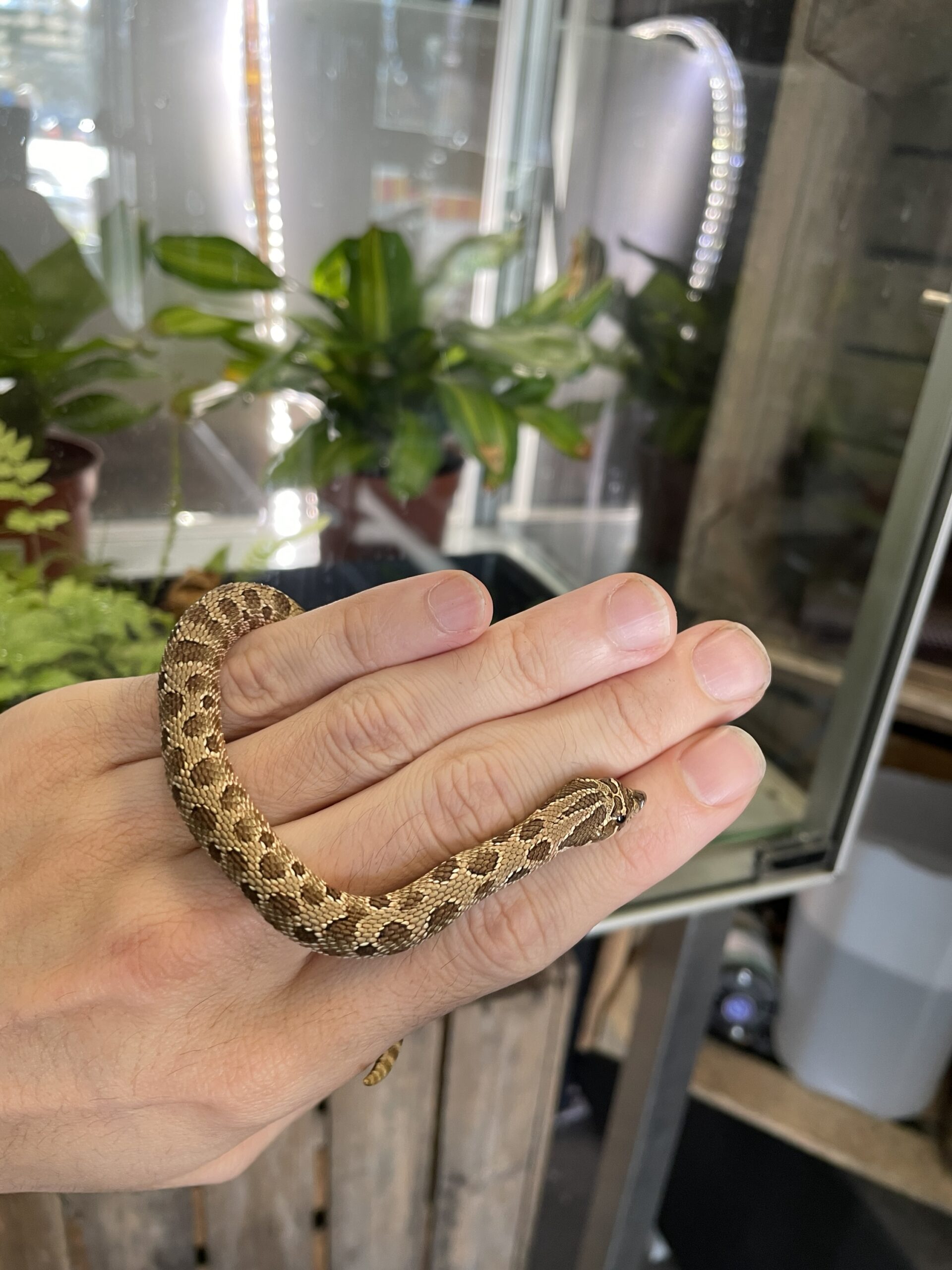 Heterodon nasicus (Siankärsäkäärme) Normal het. Albino 1.0 - Image 2