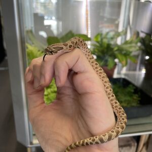 Heterodon nasicus (Siankärsäkäärme) Normal het. Albino 1.0