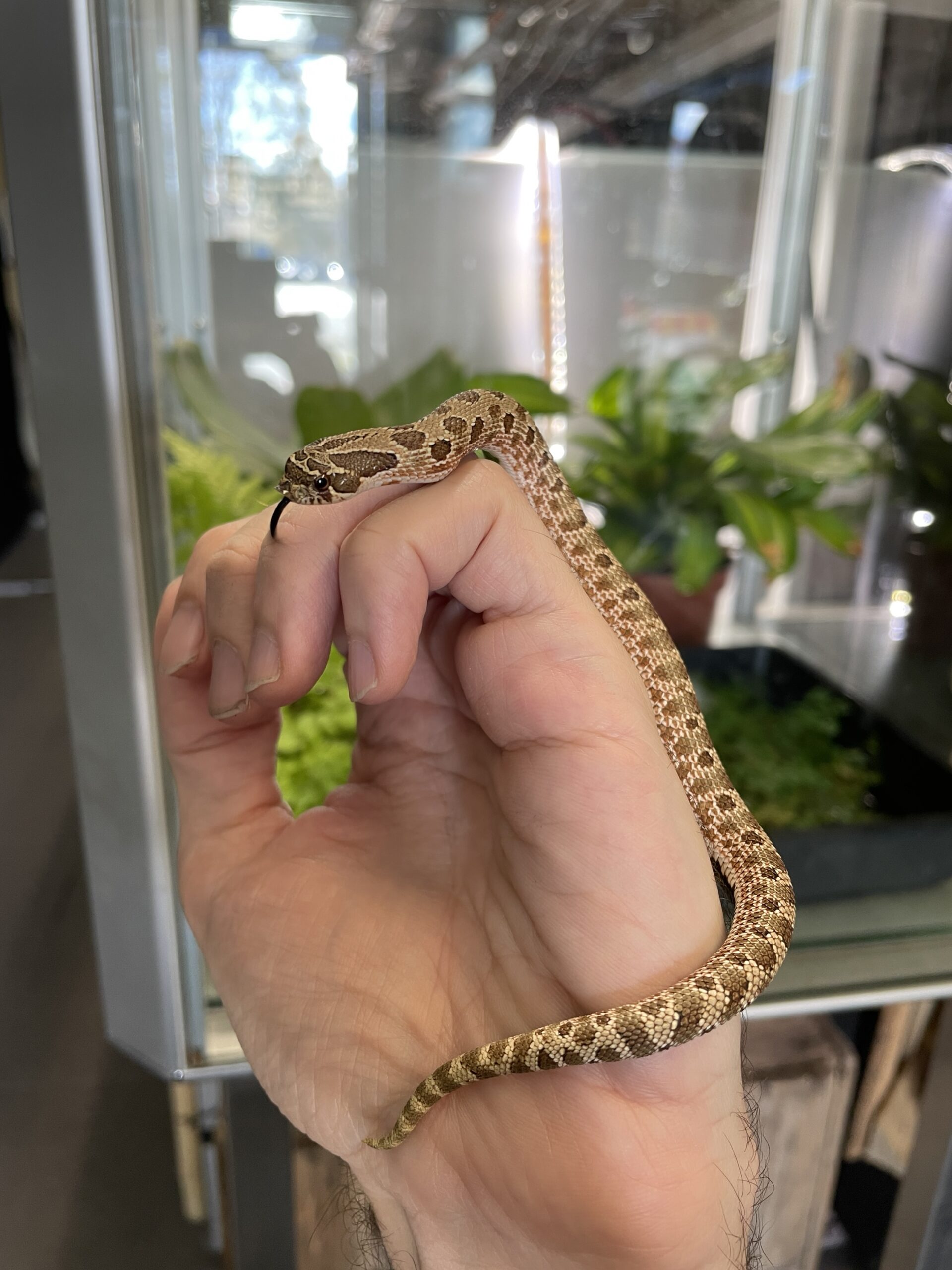 Heterodon nasicus (Siankärsäkäärme) Normal het. Albino 1.0
