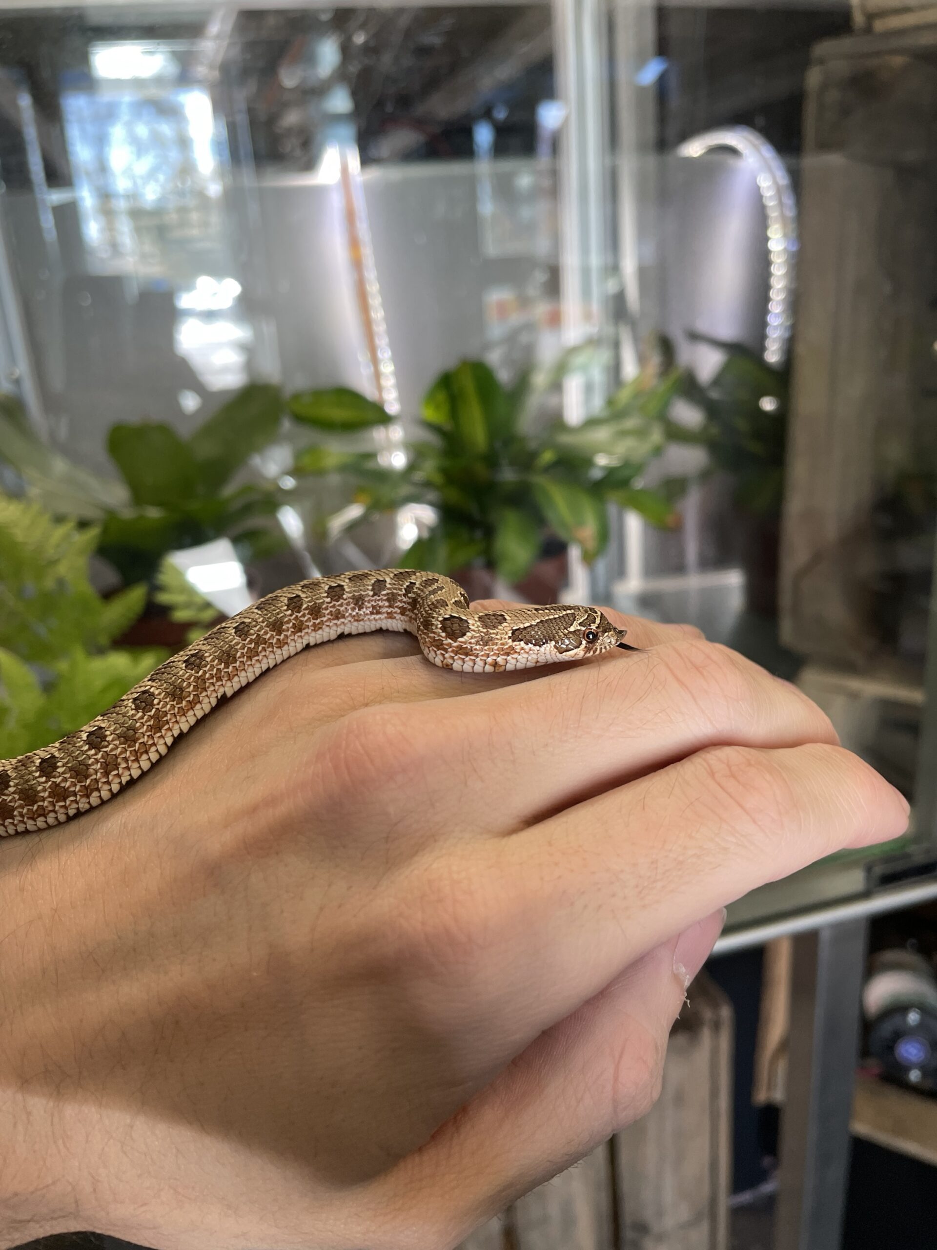 Heterodon nasicus (Siankärsäkäärme) Normal het. Albino 1.0 - Image 3