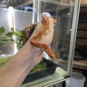 Pantherophis guttatus (Viljakäärme) CB24 0.1 Normal het. Palmetto Caramel