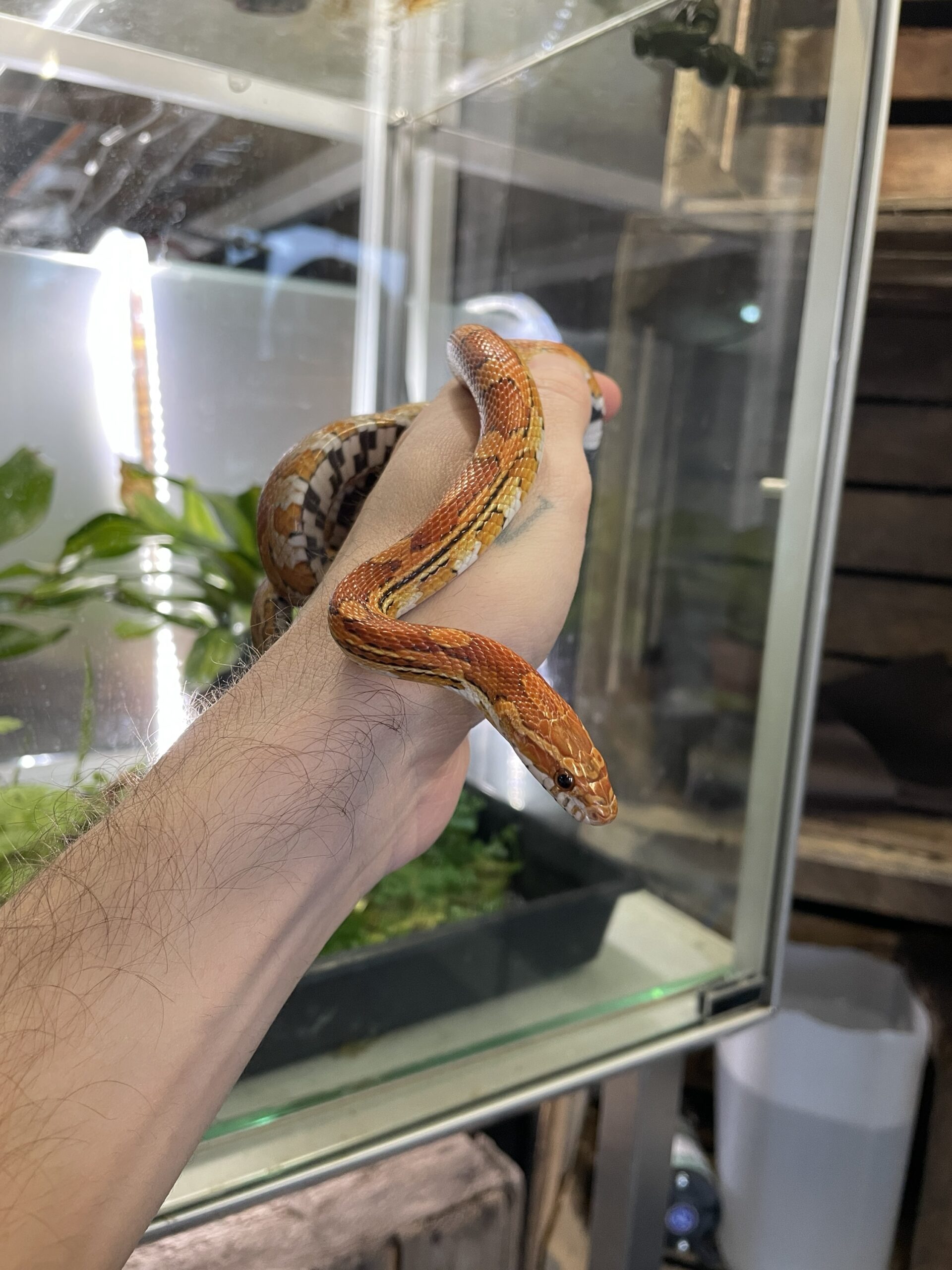 Pantherophis guttatus (Viljakäärme) CB24 0.1 Normal het. Palmetto Caramel