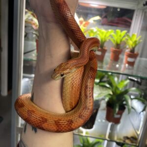 Pantherophis guttatus (Viljakäärme) CB23 0.1 Normal Motley Stripe het. Amel