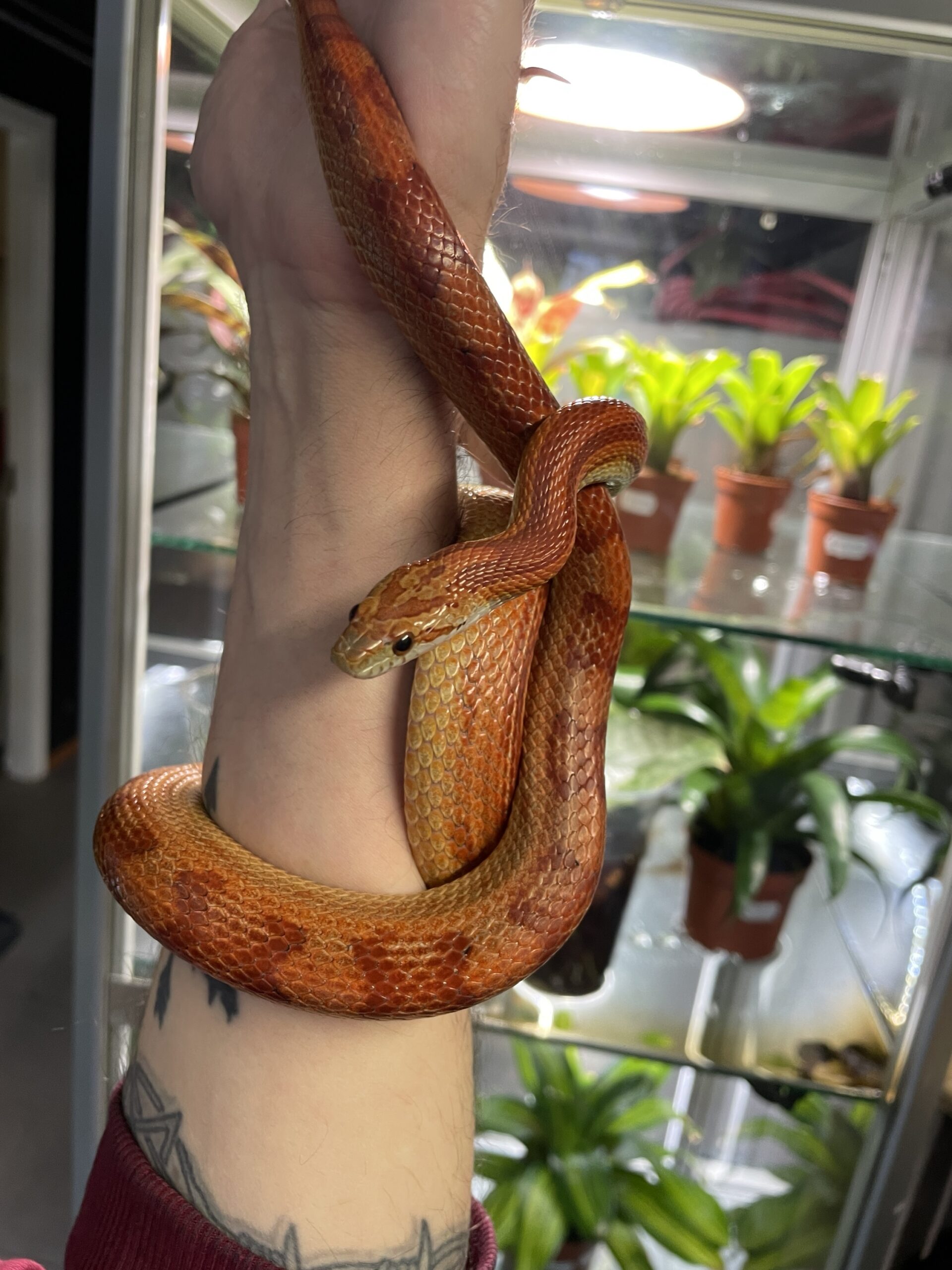 Pantherophis guttatus (Viljakäärme) CB23 0.1 Normal Motley Stripe het. Amel