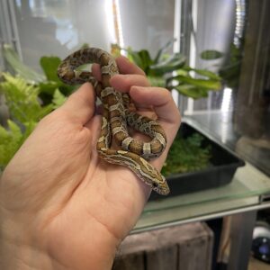 Pantherophis guttatus (Viljakäärme) CB25 0.1 Amber Masque