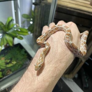 Pantherophis guttatus (Viljakäärme) CB25 Caramel 1.0