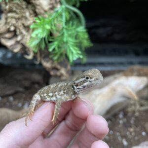 Pogona henrylawsoni (Kääpiöparta-agama) CB26